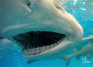 Snap Snap!!!! This Lemon Shark snapped right on my camera... by Steven Anderson 